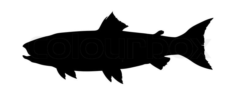 800x304 Vector Silhouette Salmon On White Stock Vector Colourbox