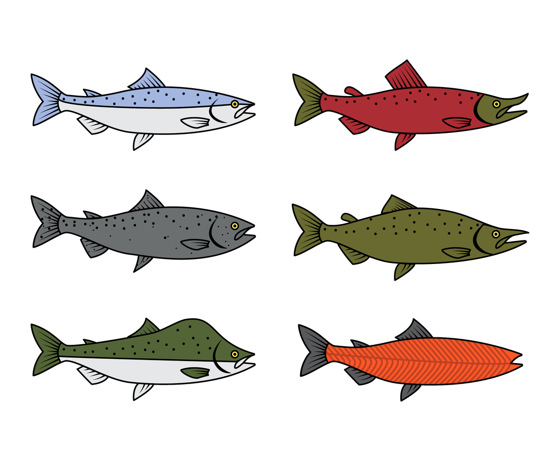 1136x936 Free Salmon Vector Vector Art Graphics