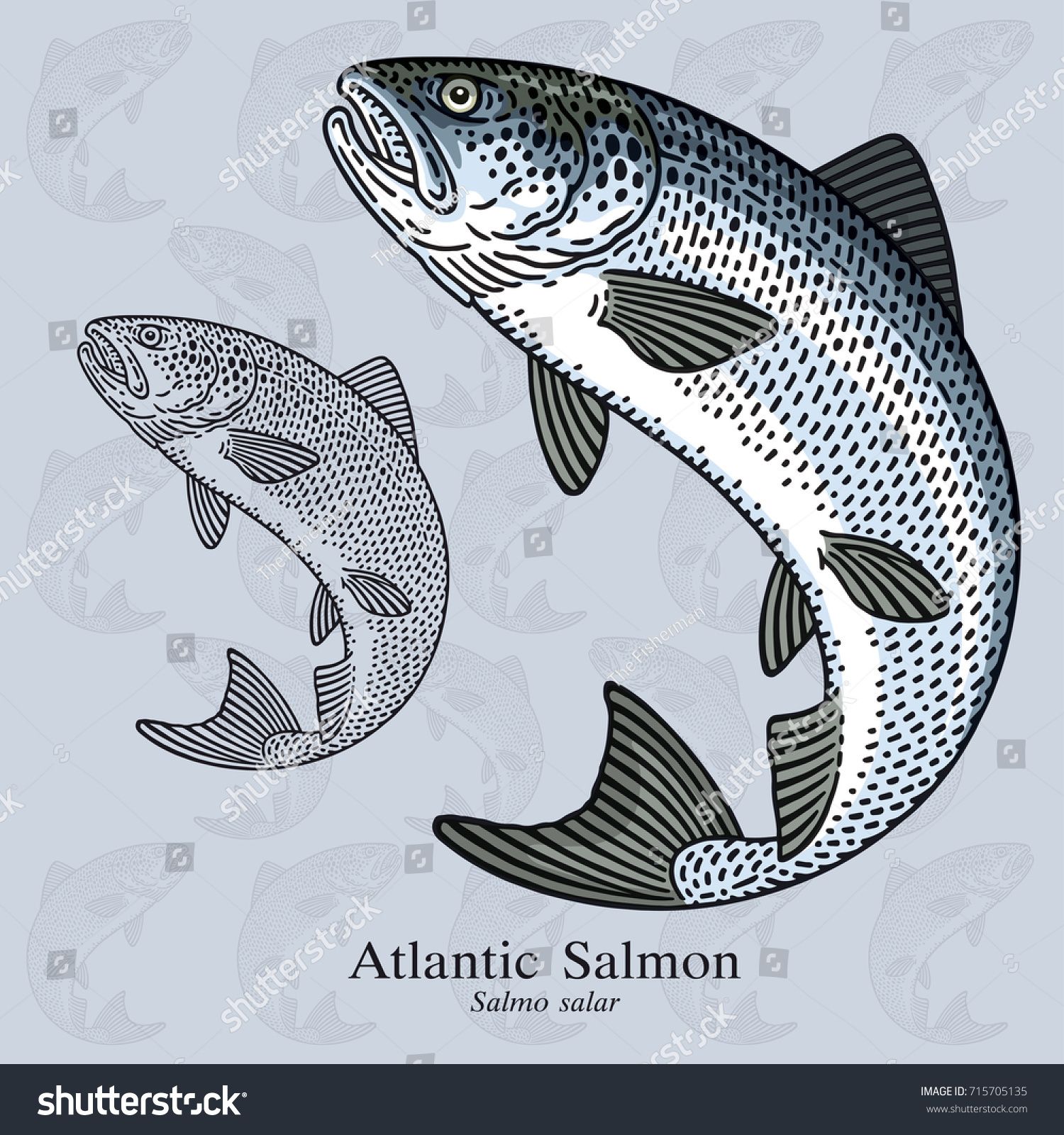 1500x1600 Jumping Atlantic Salmon Vector Illustration With Refined Details