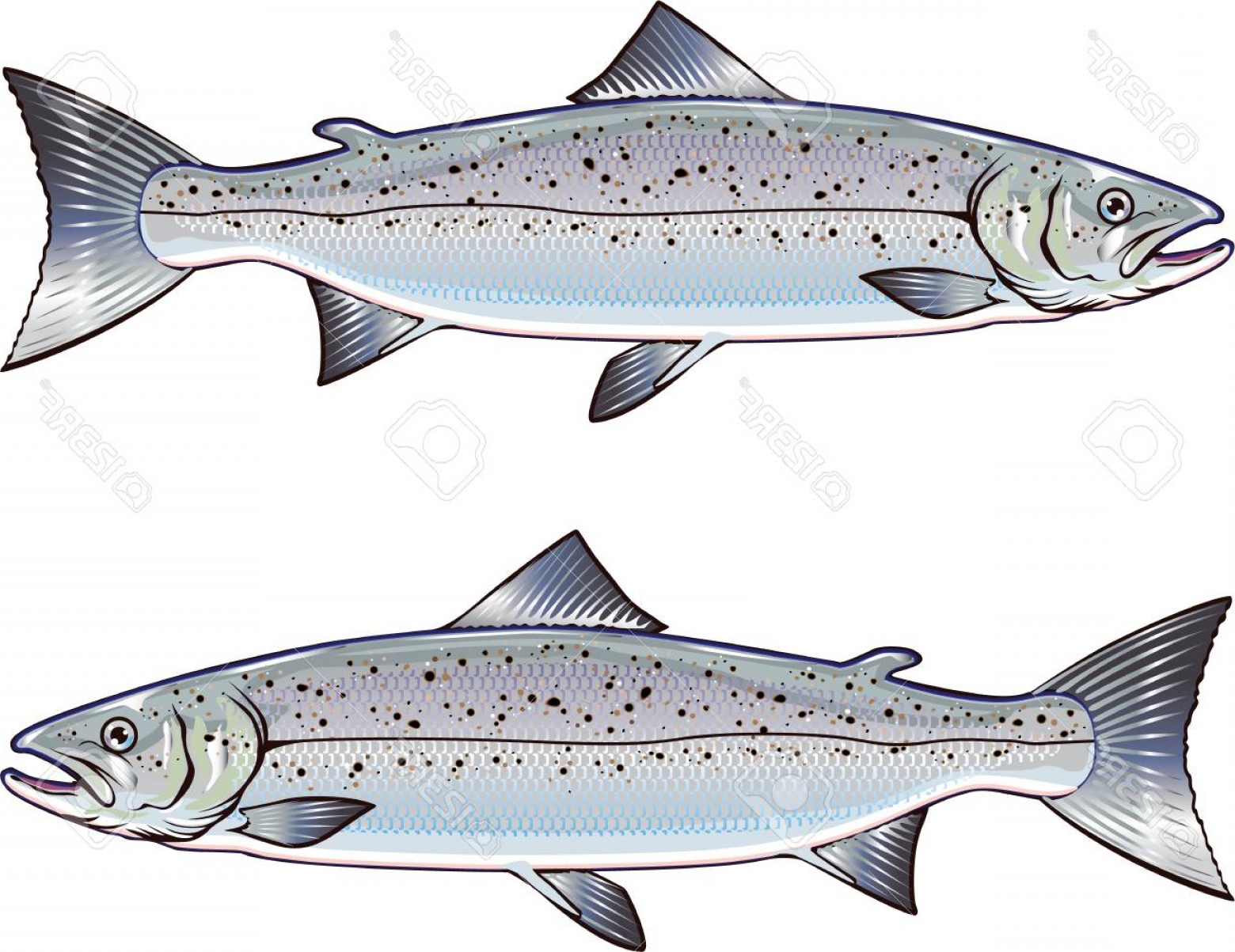 1560x1203 Photostock Vector Atlantic Salmon Vector Art Illustration Soidergi