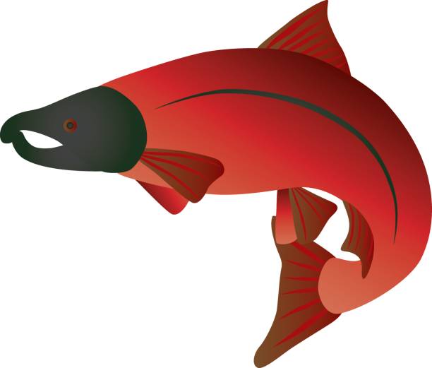 612x521 Salmon Clipart