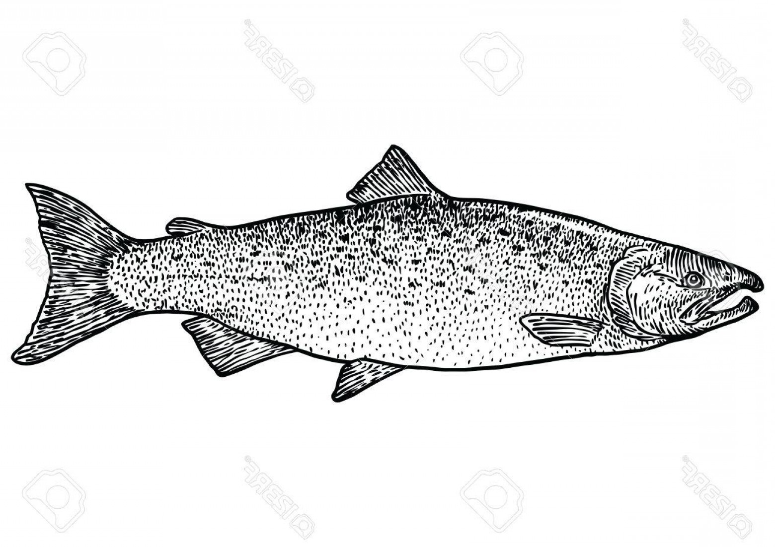 1560x1102 Salmon Vector Graphic Createmepink