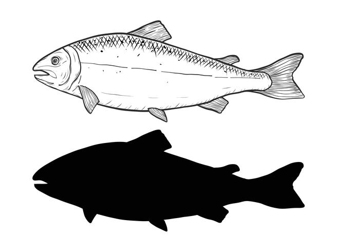 660x490 Salmon Vector