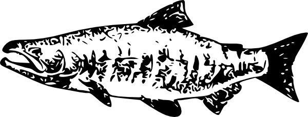 600x228 Vector Salmon For Free Download