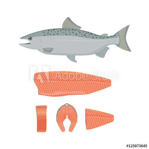 Salmon Vector At Vectorified.com 