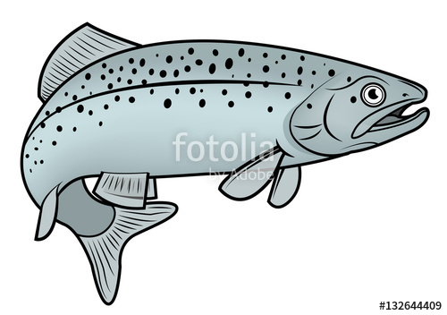500x352 Atlantic Salmon Vector Illustration Stock Image And Royalty Free