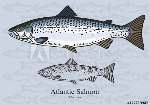 500x354 Atlantic Salmon Vector Illustration For Artwork In Small Sizes