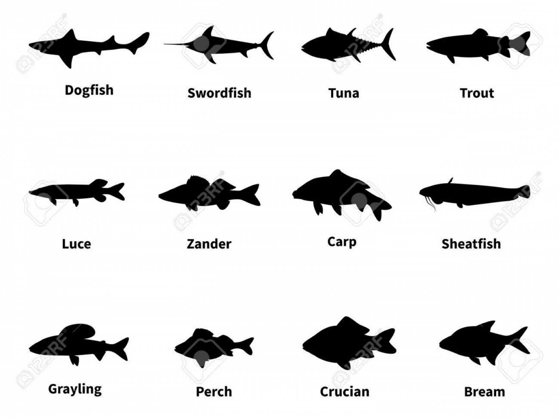 1872x1401 Photostock Vector Vector Illustration Silhouette Of Fish