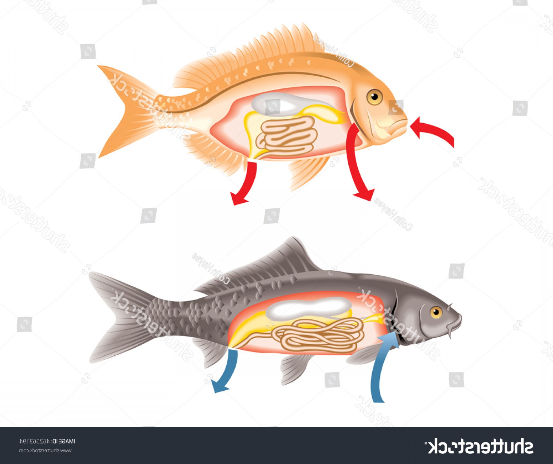 1800x1512 Cutaway View Insides Salt Water Fresh Geekchicpro