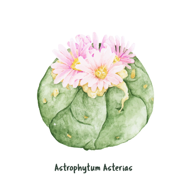 626x625 Hand Drawn Astrophytum Asterias Sand Dollar Cactus Vector Free