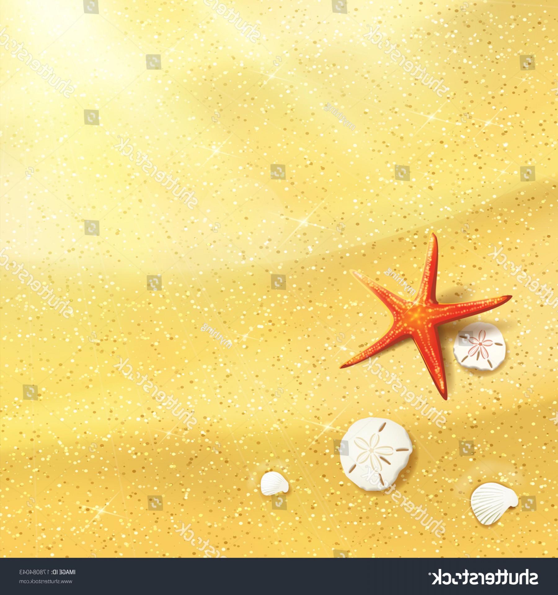 1800x1920 Sand Dollar And Starfish Vector Catchsplace