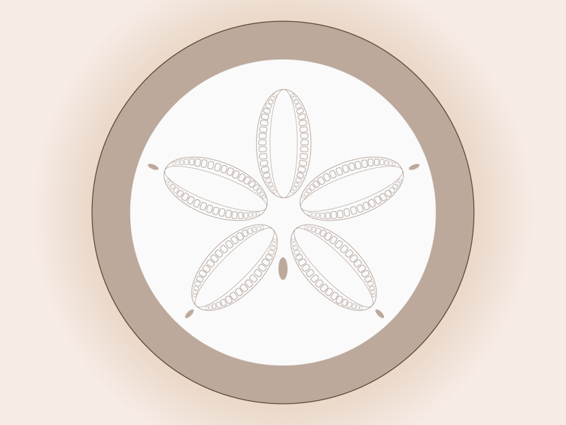 800x600 Sand Dollar Coaster