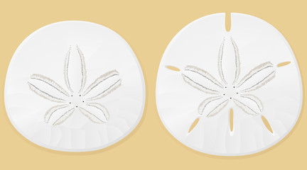 432x240 Sand Dollar Vector Photos, Royalty Free Images, Graphics, Vectors