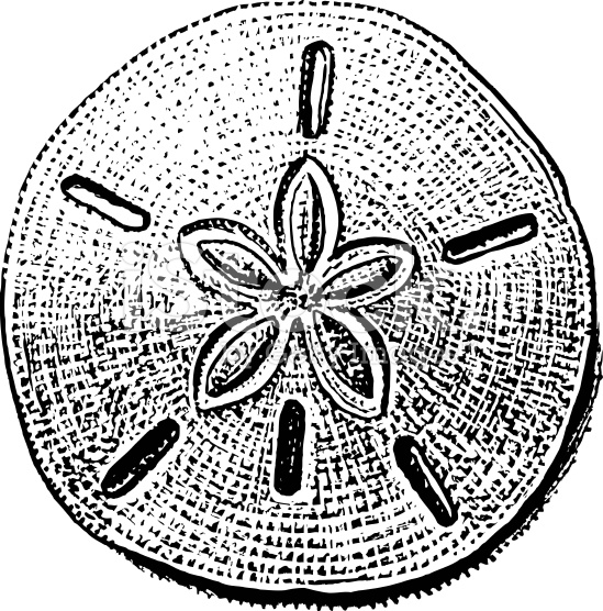 549x556 Best Sand Dollar Clip Art