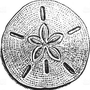 300x300 Shell Sand Dollar Sea Life Gm Createmepink