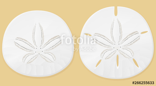 500x278 Vector Illustration Of Sand Dollars Against A Sand Colored