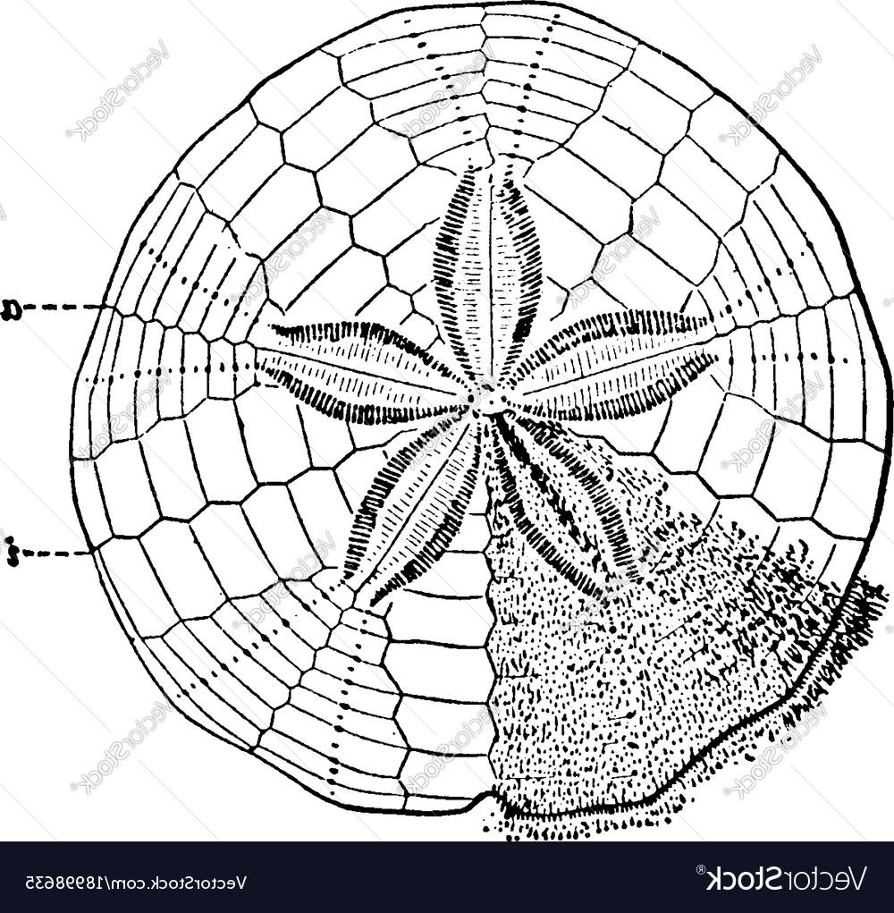 1000x1021 Best Sand Dollar Vector Images Free Vector Art, Images, Graphics