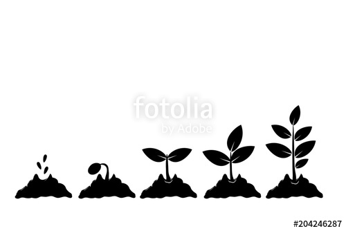 500x334 Planting Seed Sprout In Ground Infographic Sequence Grow Sapling