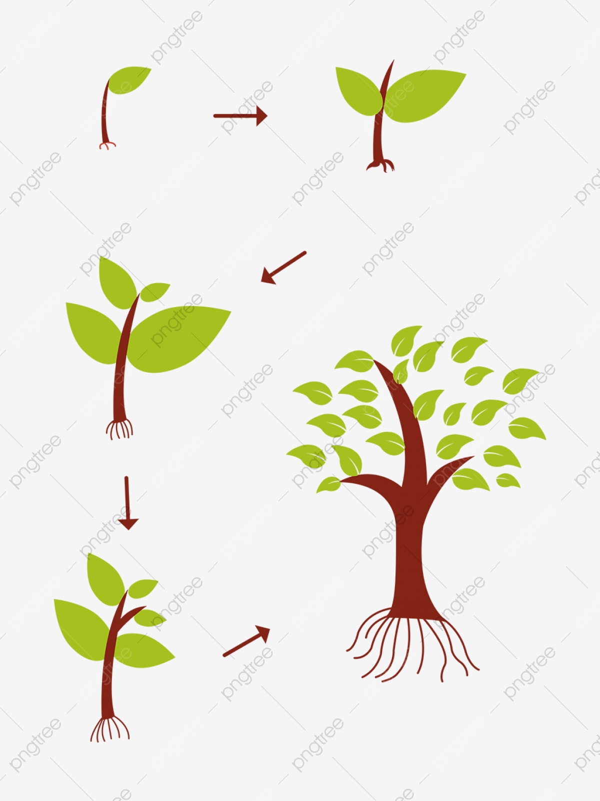 1200x1601 Sapling Growth Process, Vector Material, A Seed, Germination Png