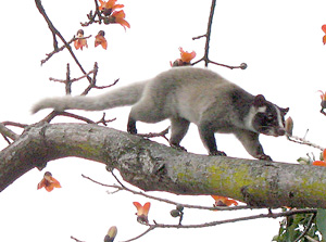 300x223 Of Birds And Bats And Civet Cats Why We Need Scientists