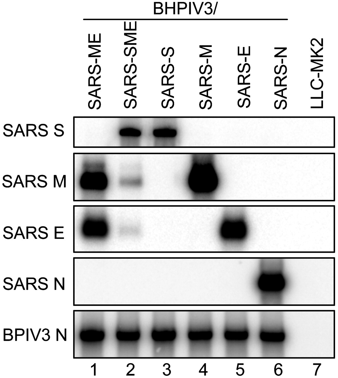 1147x1280 Contributions Of The Structural Proteins Of Severe Acute
