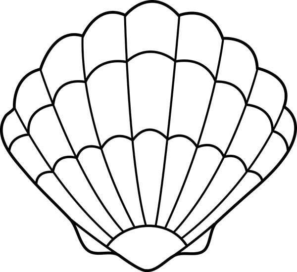 600x550 Huge Collection Of 'scallop Shell Drawing' Download More Than