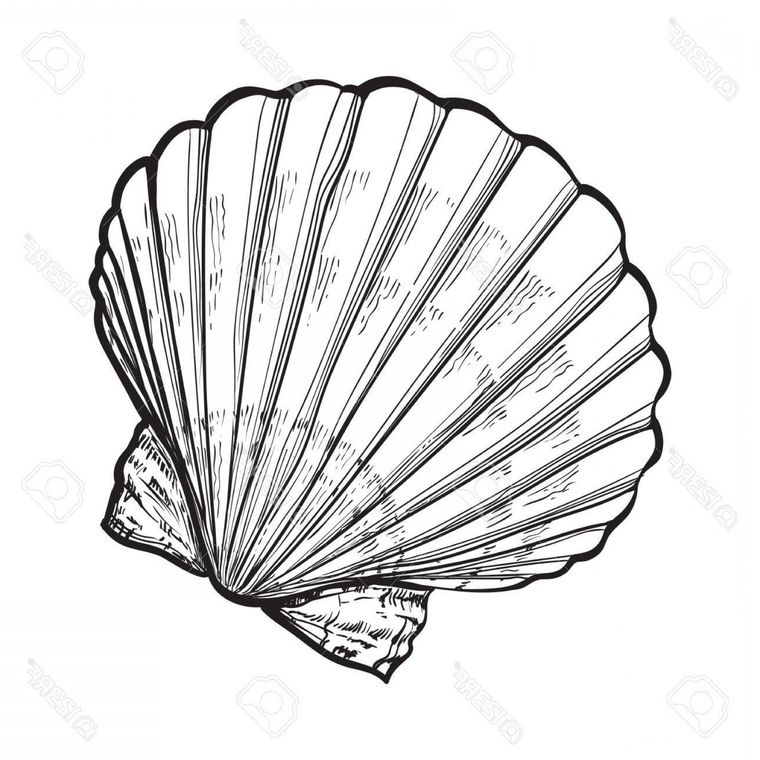 1560x1560 Photostock Vector Scallop Sea Shell Sketch Style Vector