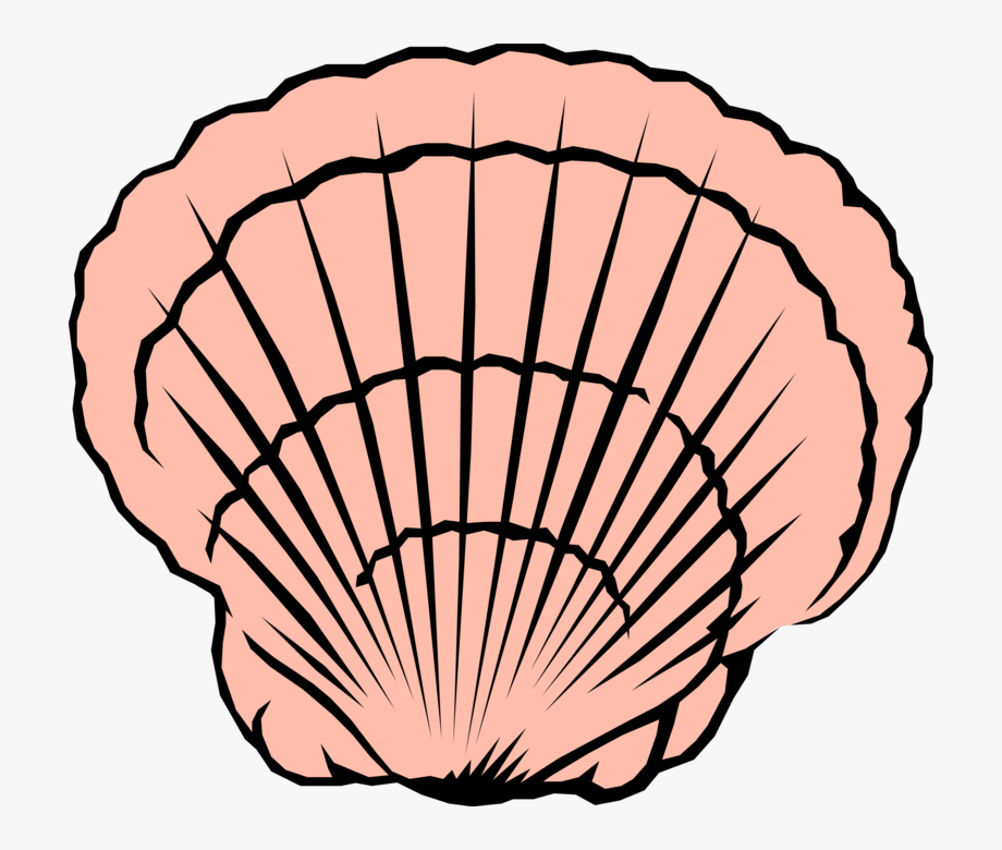 920x780 Scallop Seashell