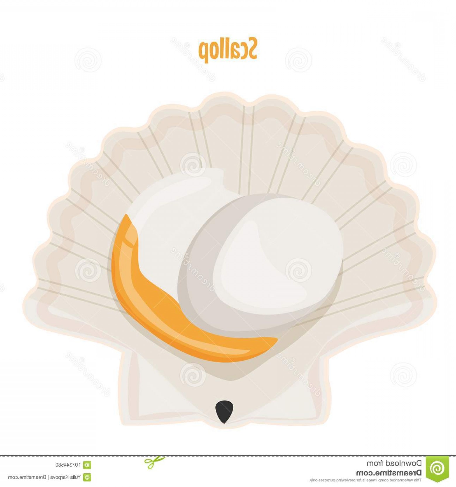 1560x1668 Scallop Shell Vector Seafood Illustration Isolated White Image