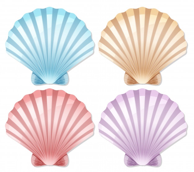 626x554 Scallop Shell Vectors, Photos And Free Download