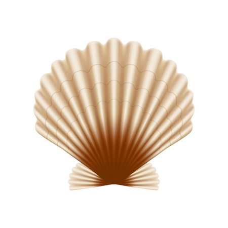 450x450 Scallop Sea Shell, Vector Illustration Royalty Free Vector Graphics