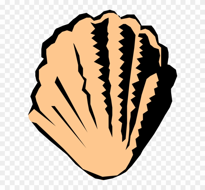 840x780 Vector Illustration Of Marine Scallop Shell Saltwater