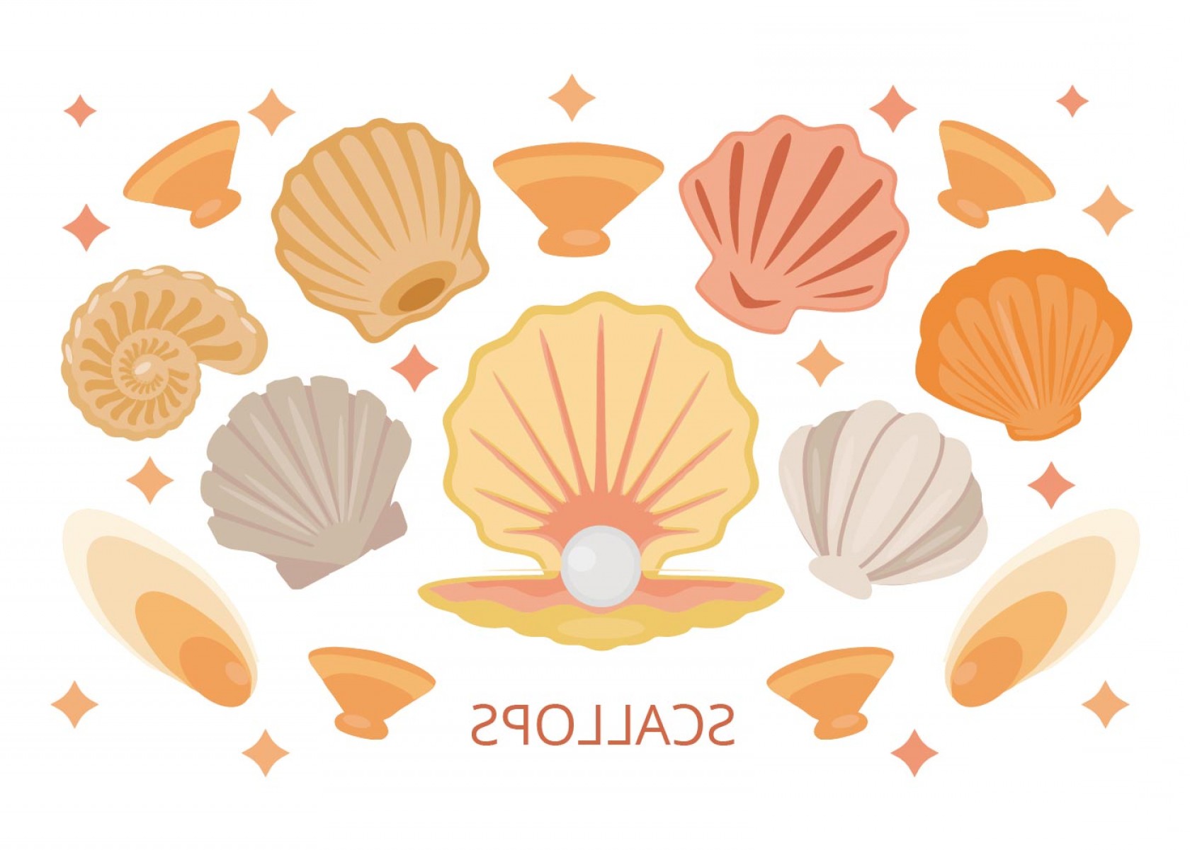 Scallop Shell Vector at Vectorified.com | Collection of Scallop Shell