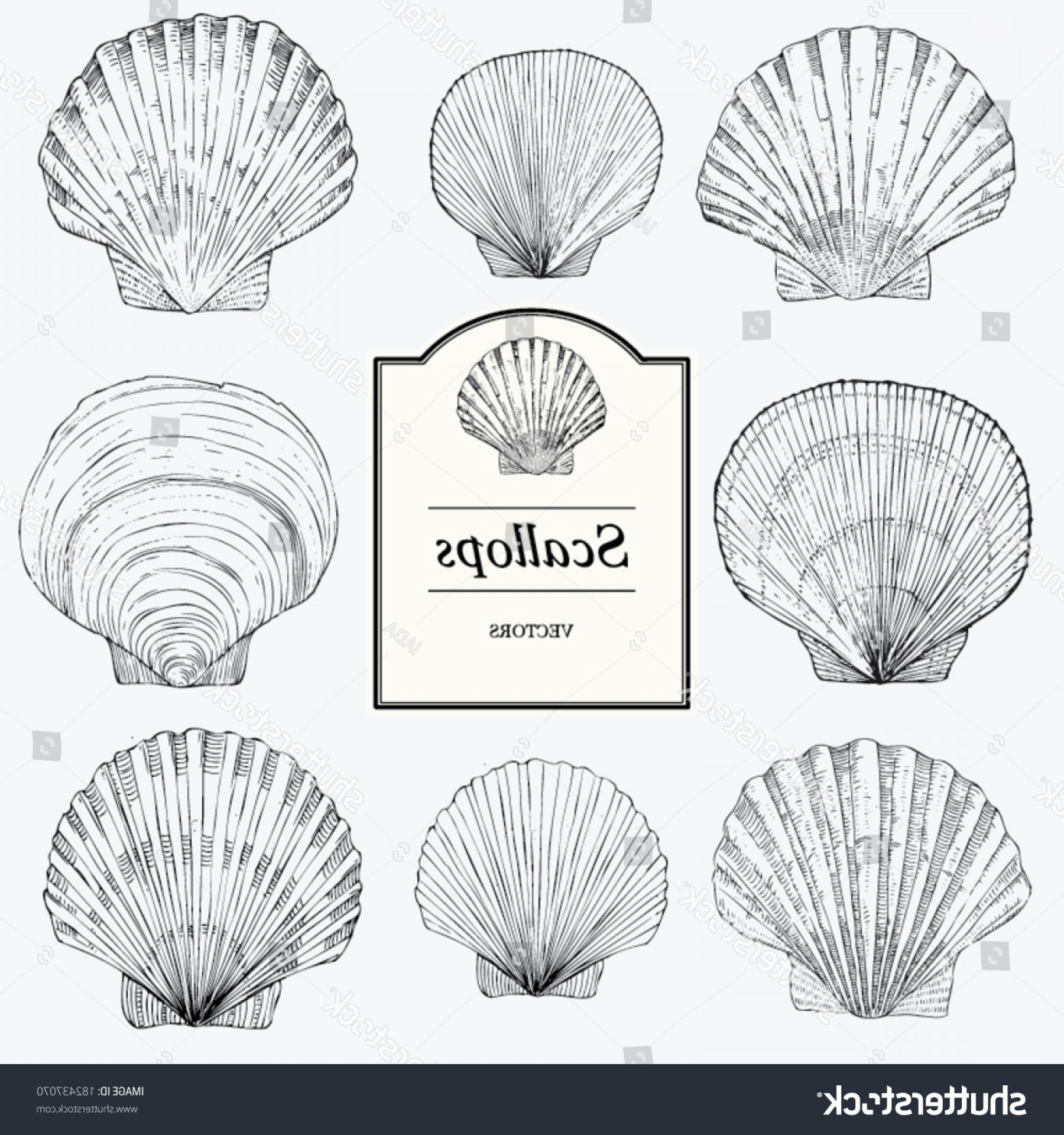 1800x1920 Hand Drawn Scallop Shell Vectors Catchsplace