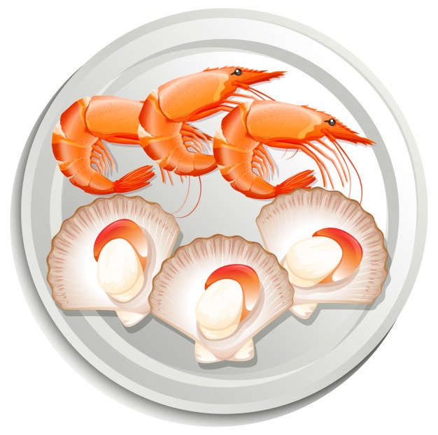626x623 Scallop Vectors, Photos And Free Download
