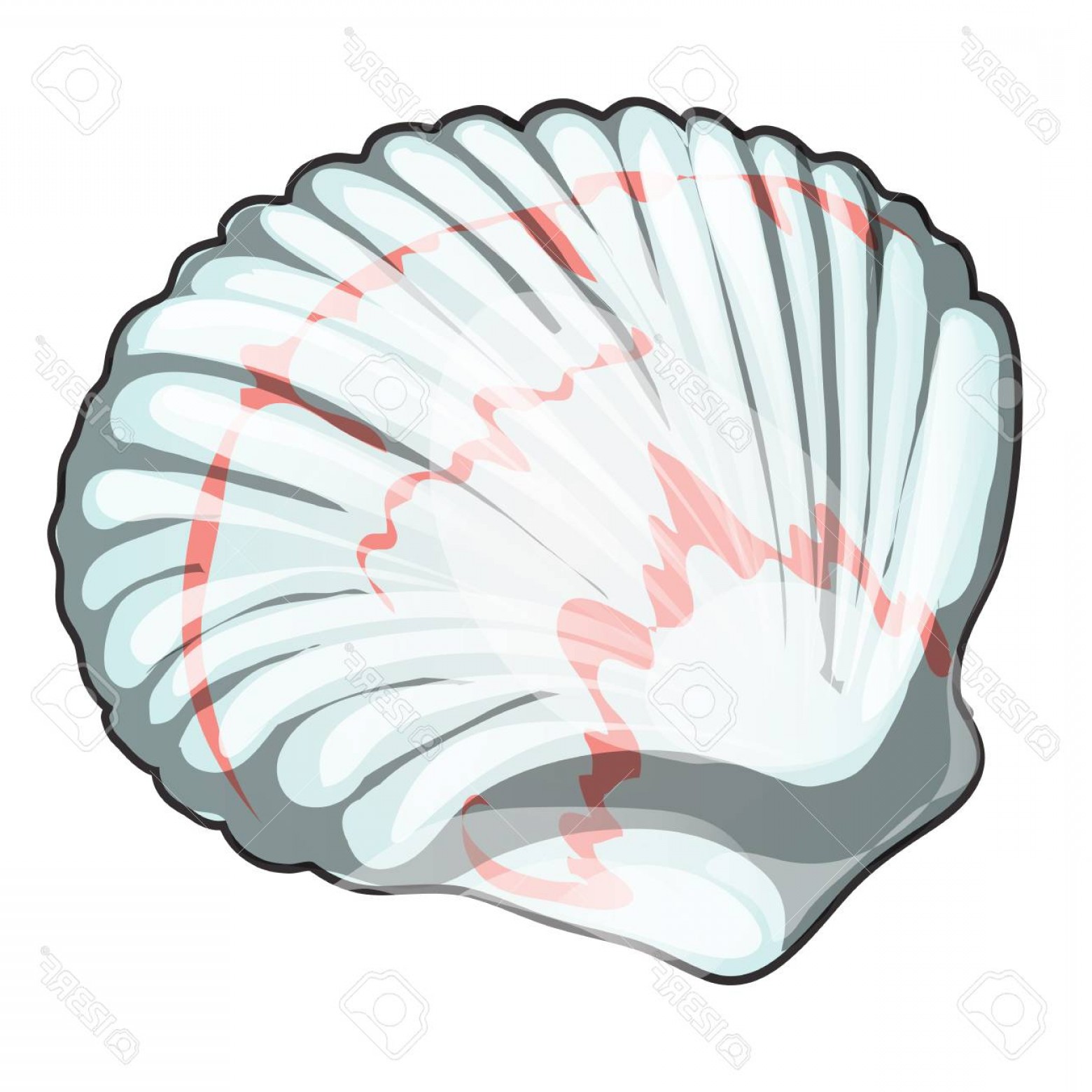 1560x1560 Vector Scallop Box Lamaison