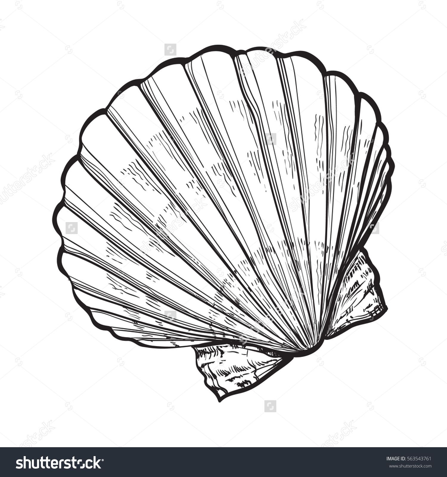 1500x1600 Scallop Sea Shell, Sketch Style Vector Illustration Isolated