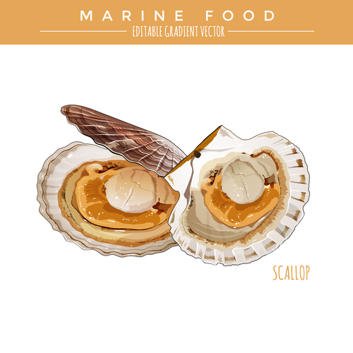 500x500 Marine Food Scallop Vector Illustration Free Download