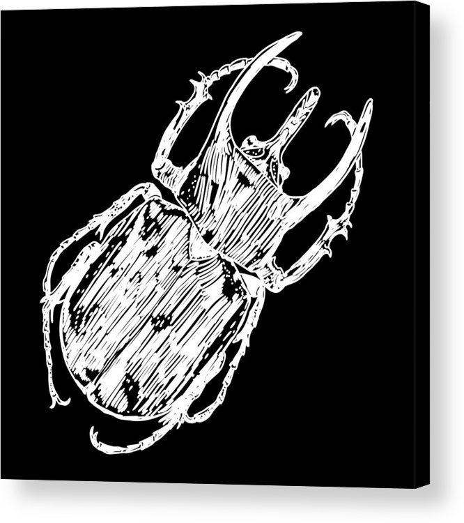 666x750 Insect, Bug, Scarab Beetle Vintage Old Hand Drawn Stippling