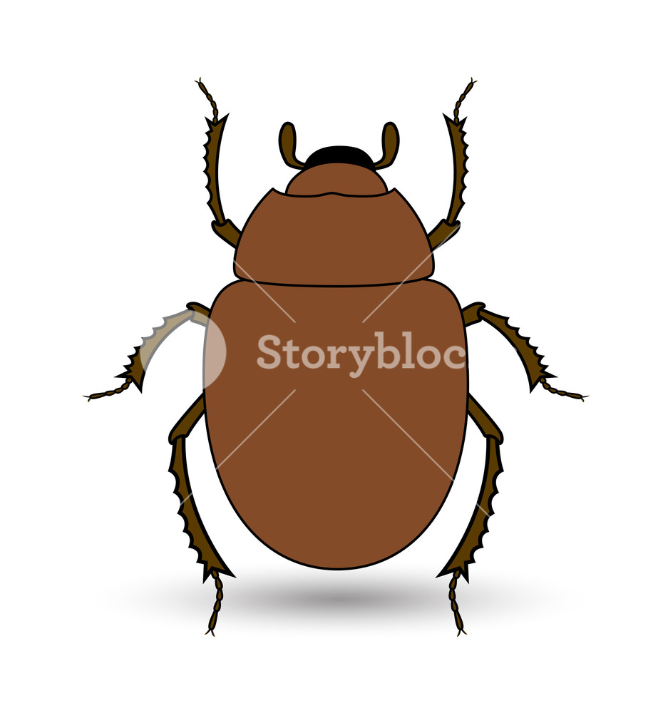 923x1000 Scarab Beetle Insect Vector Illustration Royalty Free Stock Image