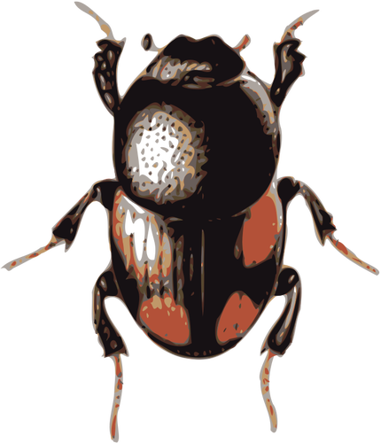 430x500 Scarab Beetle