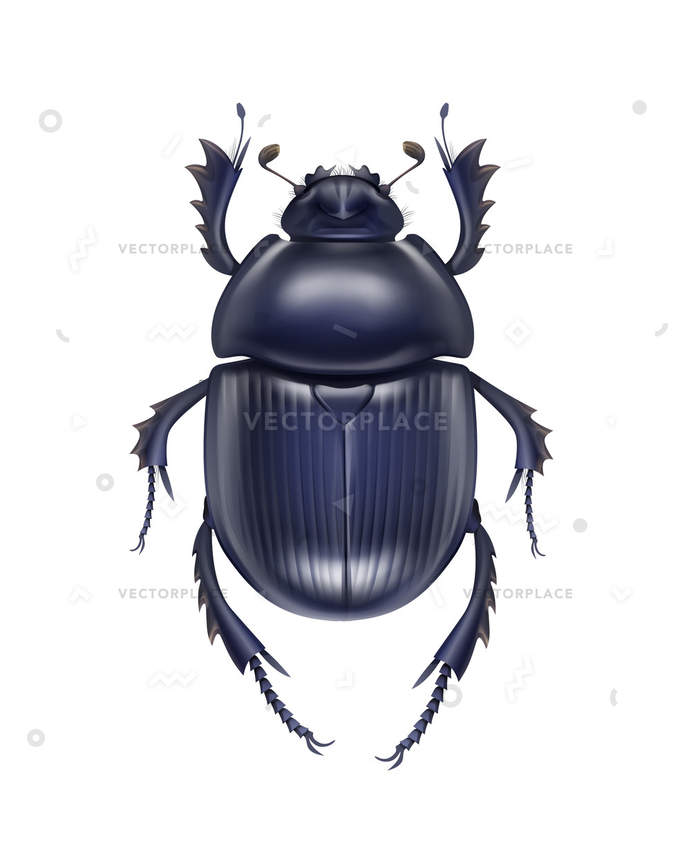 1000x1220 Dark Blue Shiny Dung Beetle Scarabaeus Vector Illustration