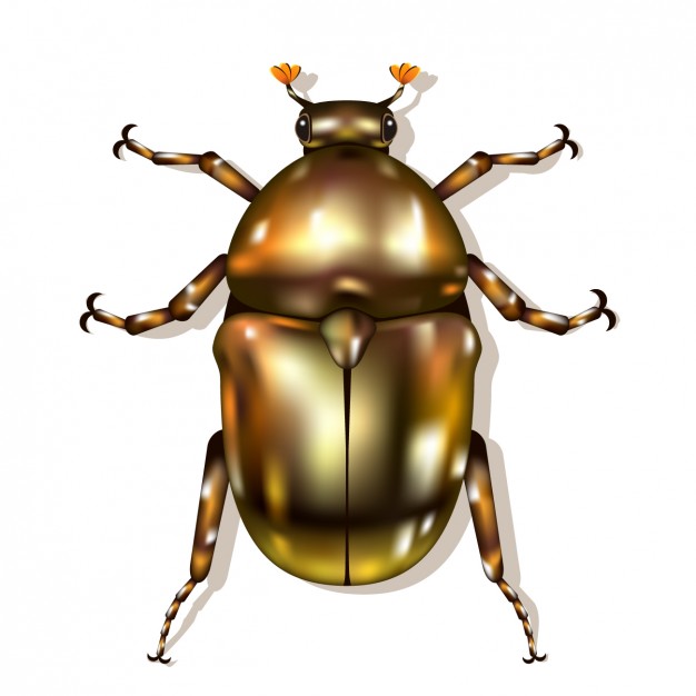 626x626 Scarab Vectors, Photos And Free Download