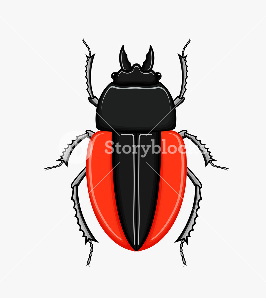 893x1000 Creepy Scarab Beetle Vector Illustration Royalty Free Stock Image