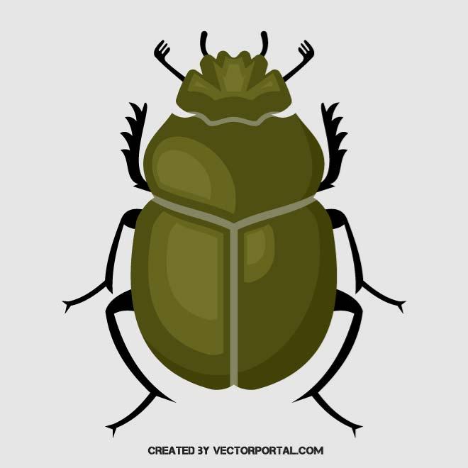 660x660 Scarab Insect
