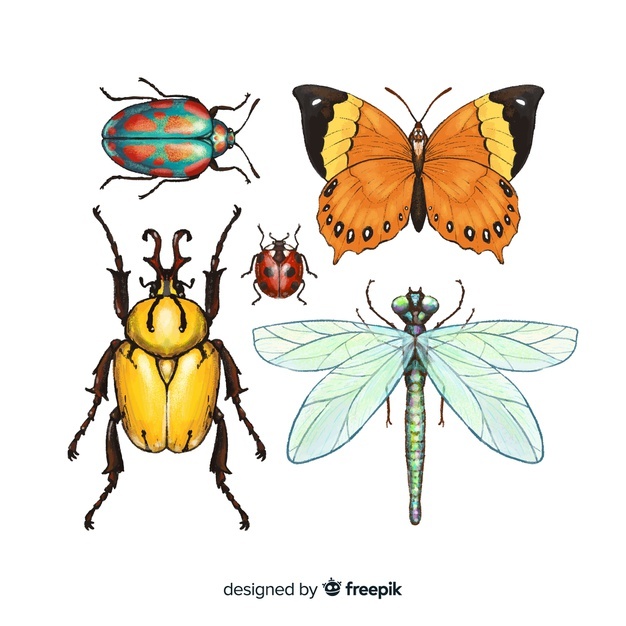 Scarab Vector at Vectorified.com | Collection of Scarab Vector free for ...