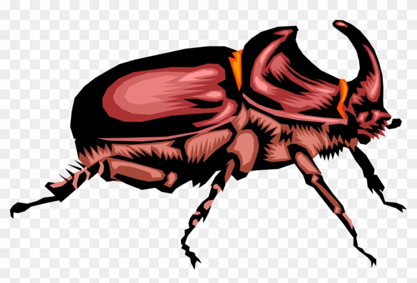 840x570 Vector Illustration Of Rhinoceros Scarab Horn Beetle