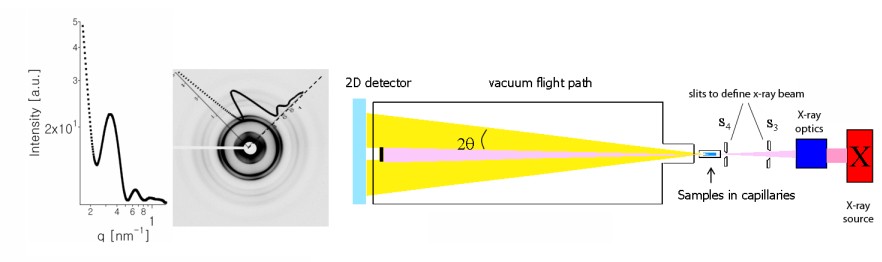 882x262 Safinya Group Research X Ray Scattering Diffraction