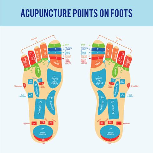 Acupuncture Foot Scheme Vector 490x490 Acupuncture Foot Scheme Vector