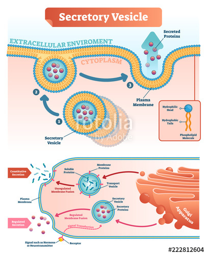 Secretory Vesicle Vector Illustration Labeled Closeup Infographic 406x500 Secretory Vesicle Vector Illustration Labeled Closeup Infographic